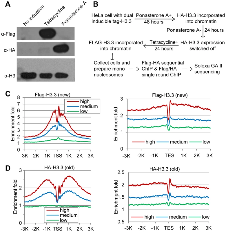 Determine H3.3 nucleosome occupancy, turnover and splitting events at the genome-wide level.