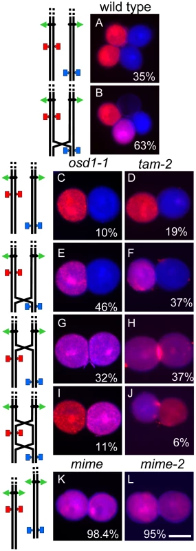 Two-locus (FTL1273 red, FTL993 blue) segregation pattern in pollen.