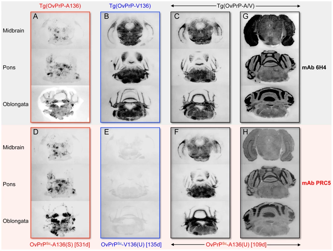 Representative OvPrP<sup>Sc</sup> distribution in the CNS of diseased transgenic mice.
