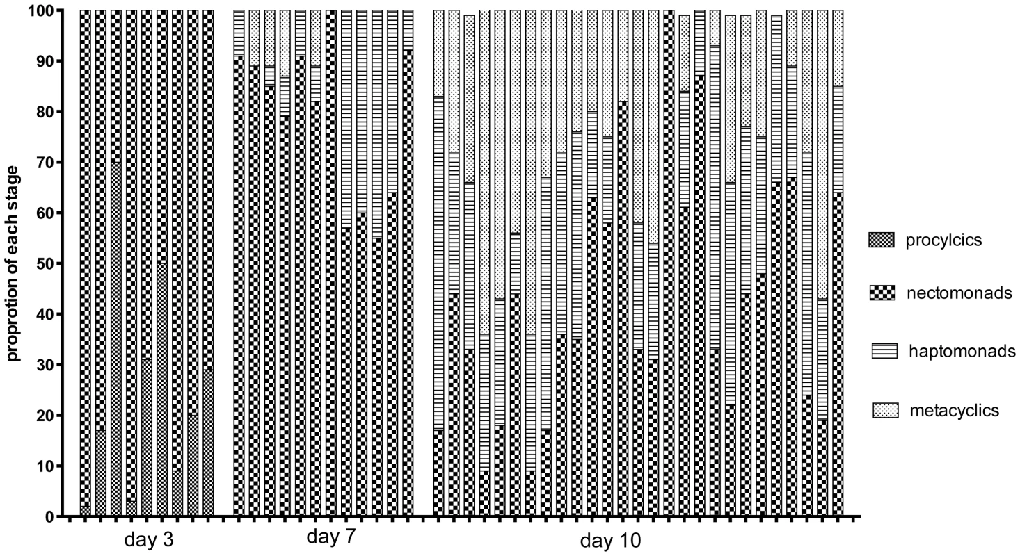 Proportion of promastigote developmental stages at the time of hybrid recovery in <i>Lu. Longipalpis</i>.