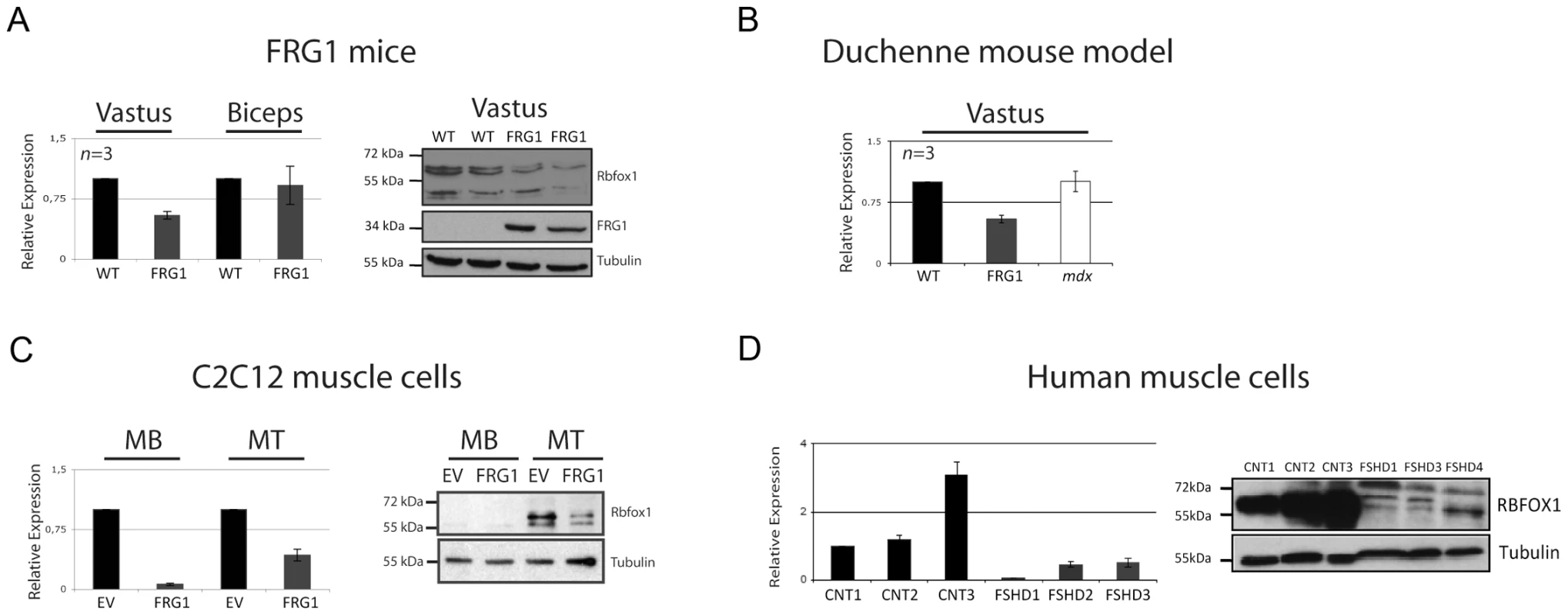 <i>Rbfox1</i> is selectively down-regulated in mice, in cells over-expressing <i>FRG1</i>, and in FSHD patients.