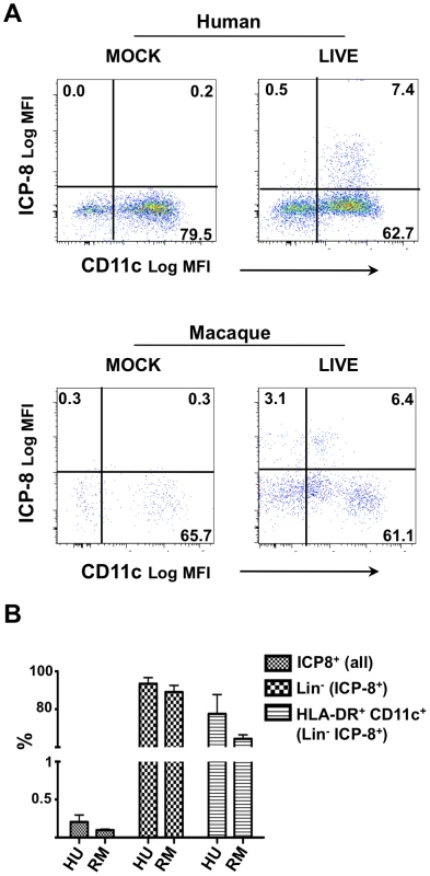 Blood CD11c<sup>+</sup> DCs are susceptible to HSV-2 infection.