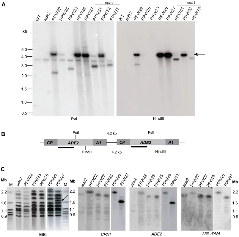 The <i>cpa1::ADE2</i> transgenes are arranged as tandem repeats in PPW22, PPW26, and PPW27.