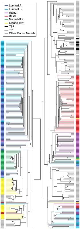 Cross-species comparison of breast cancers.