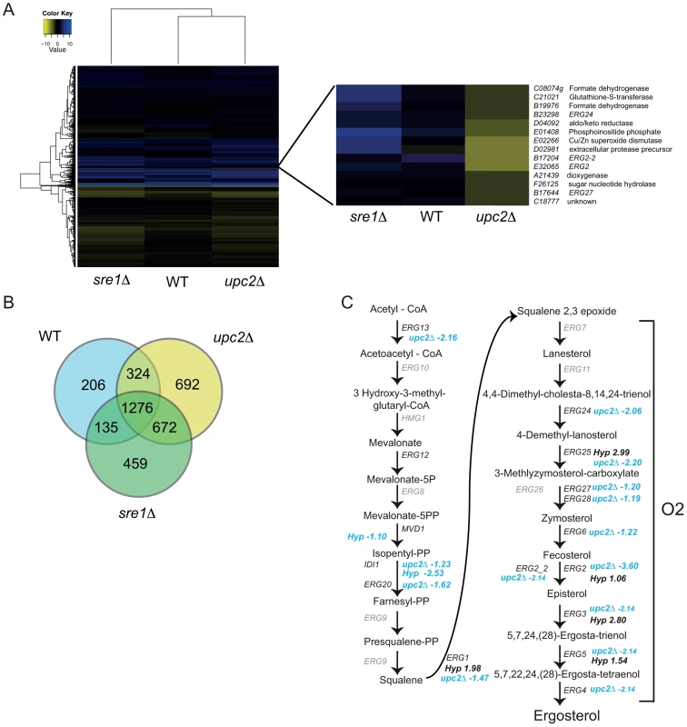 YlUpc2 regulates expression of ergosterol genes.