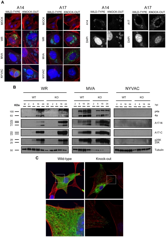 DUSP1 is involved in steps occurring before mature virion formation.