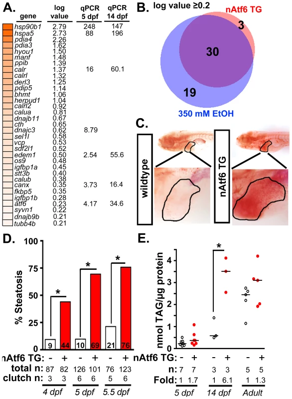 nAtf6 overexpression is sufficient to drive steatosis.