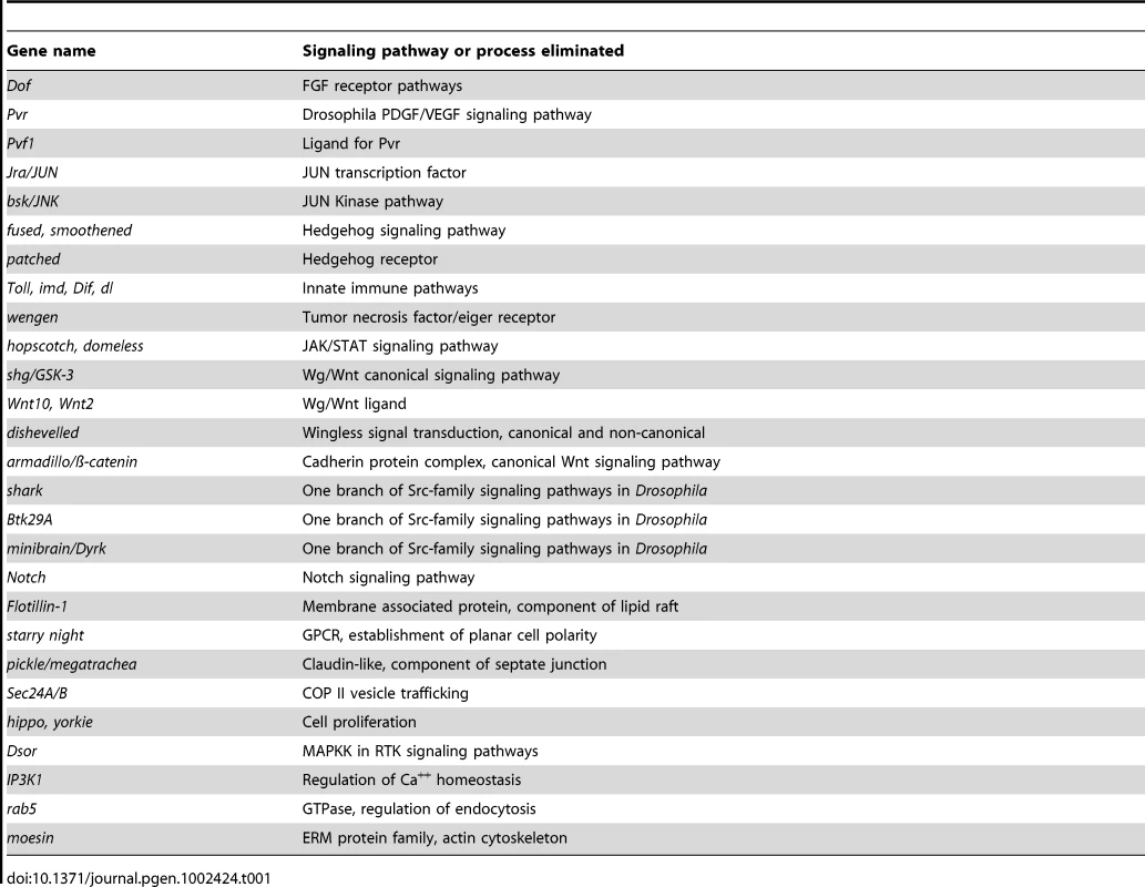 Zygotic mutants in these genes show <i>ple</i>-WE1 wound reporter expression in a normal zone in the epidermis around wounds.