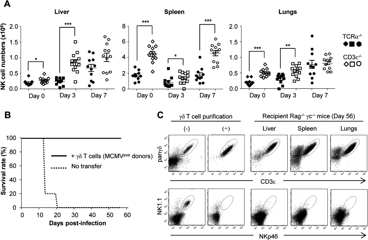 NK-independent antiviral protective effect of γδ T cells.