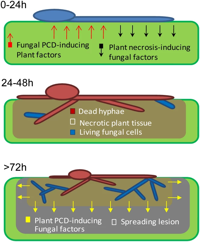A model showing the role of PCD in early events of <i>B. cinerea</i> infection.