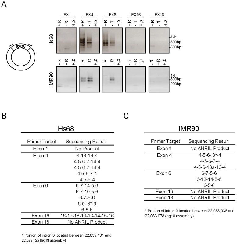 <i>ANRIL</i> circular RNAs predominantly contain exons 4-14.