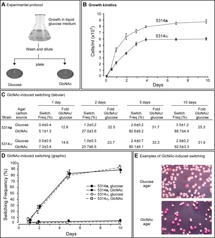GlcNAc induces switching from white to opaque in a and α cells of <i>Candida albicans</i>.