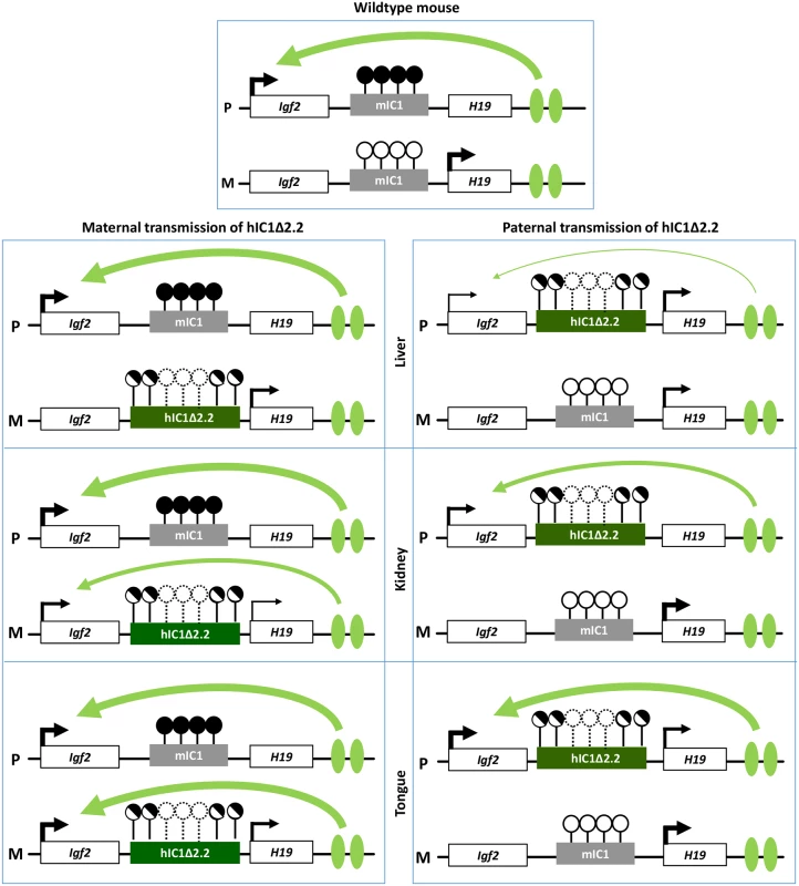 Diagram summarizing the tissue-specific imprinting defects of the <i>H19</i><sup><i>hIC1</i>Δ<i>2</i>.<i>2</i></sup> mice.