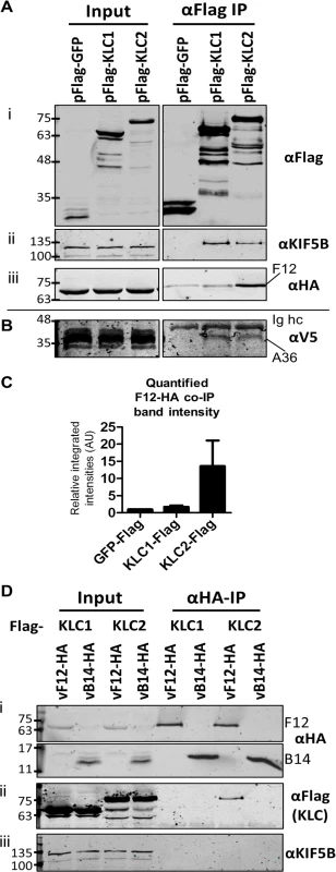 F12 co-immunoprecipitates with kinesin light chain isoform 2.