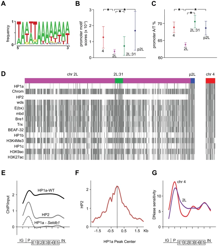 HP1a-enriched promoters are A/T rich, bound by HP2 and DNase sensitive.