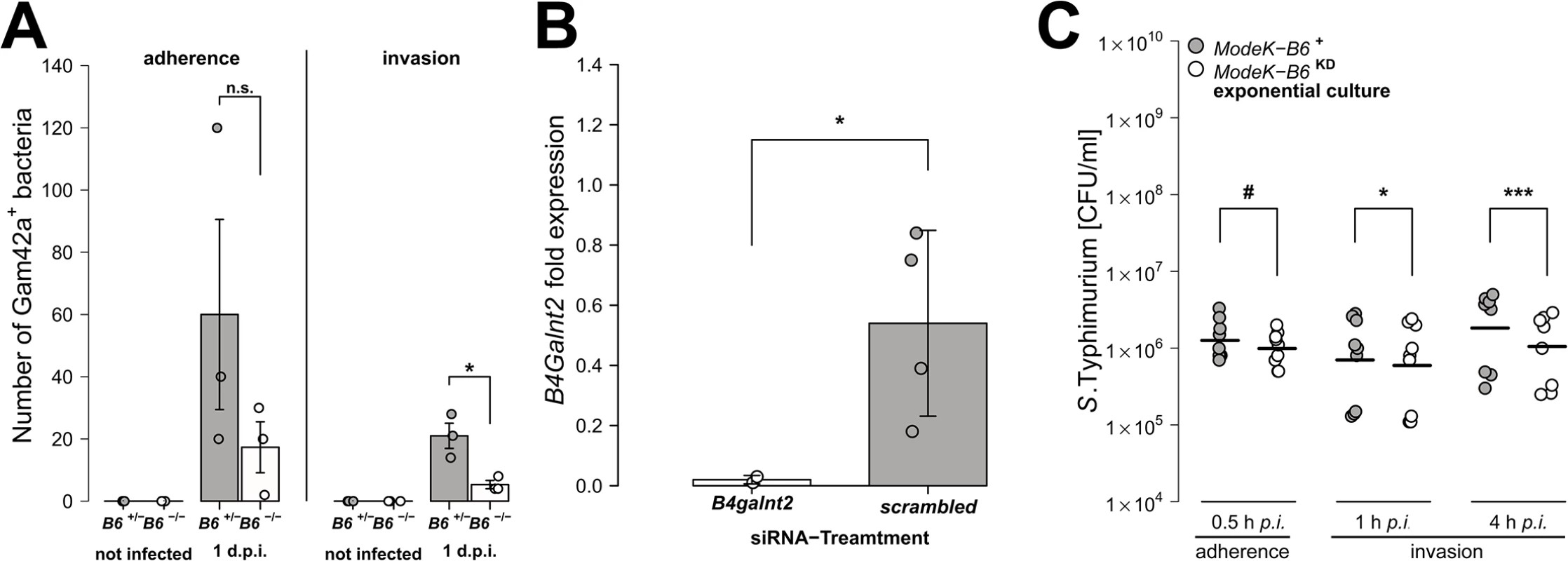 Epithelial <i>B4galnt2</i>-expression increases invasion by <i>S</i>. Typhimurium.