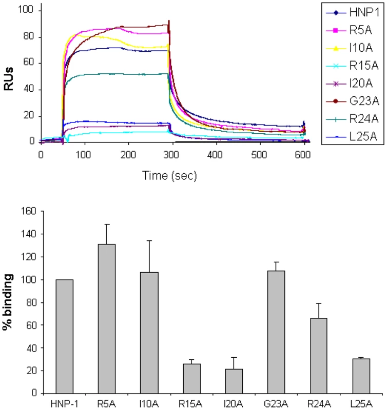 Binding of HNP-1 and HNP-1 single alanine mutants on immobilized Lipid II as determined by SPR.