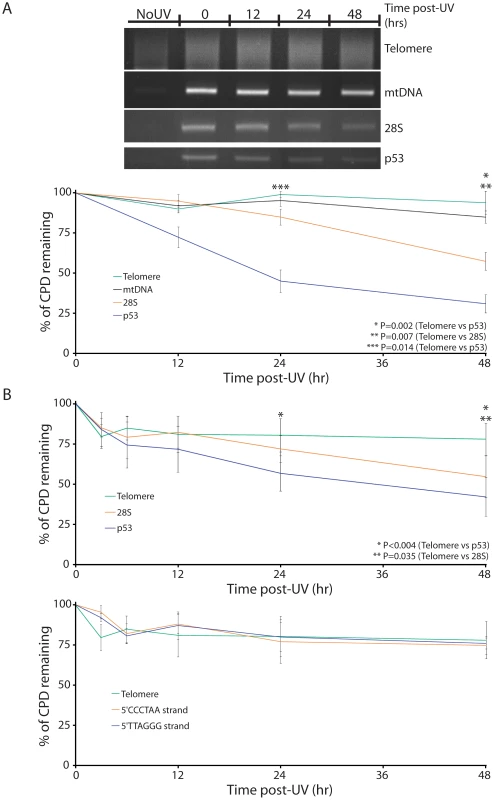 Absence of excision repair of CPDs in telomeres.