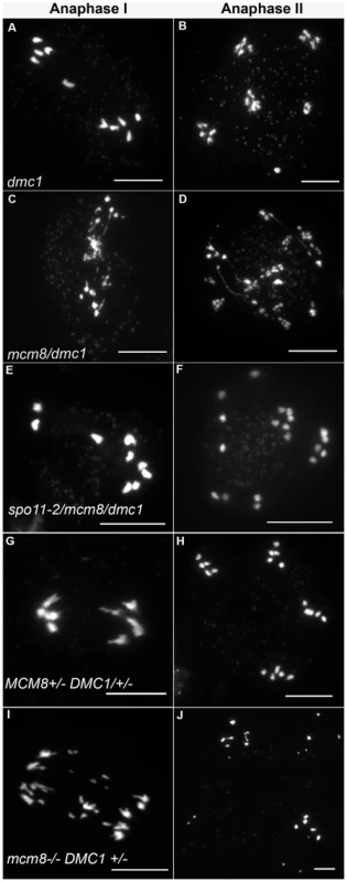 Epistasis tests between <i>Atmcm8</i> and At<i>dmc1</i>.