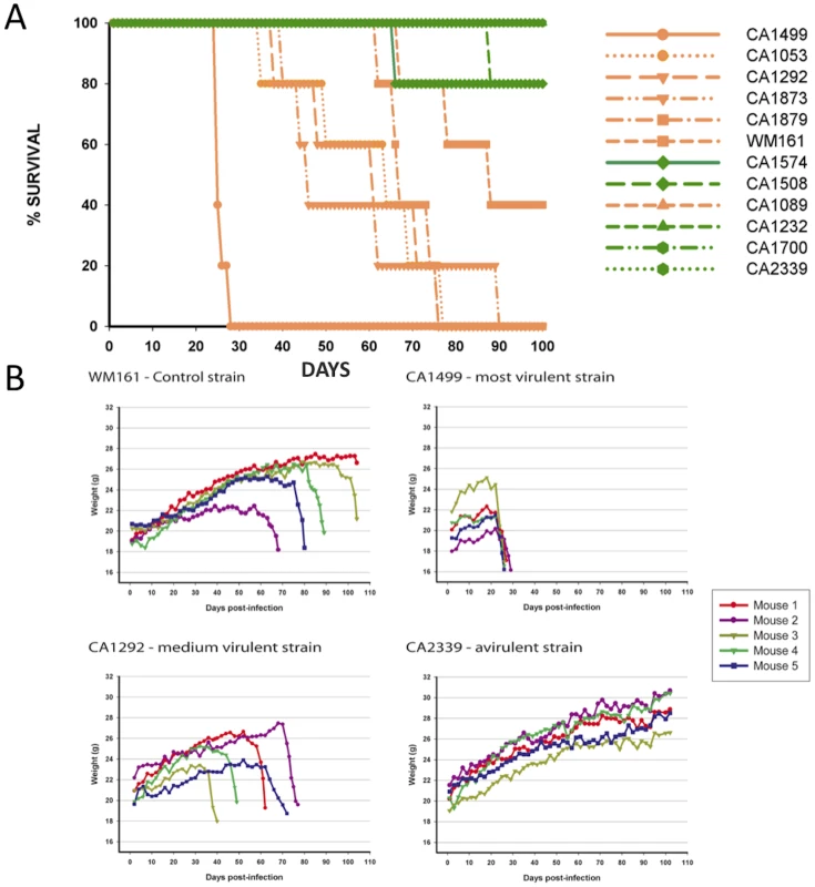 Isolates from the VGIIIa group exhibit increased virulence compared to VGIIIb in an in vivo murine model of infection.