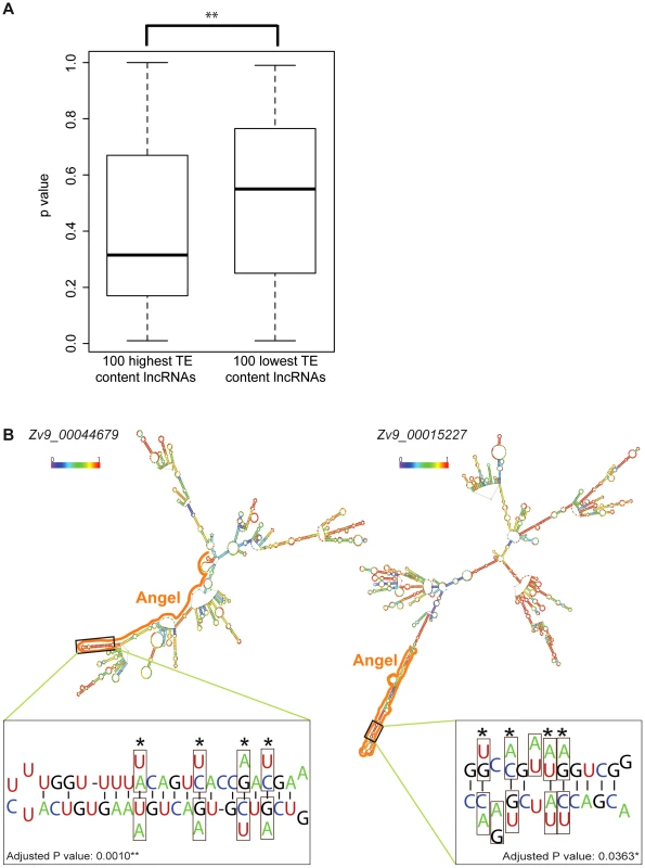 TE contribution to predicted lncRNA secondary structures.