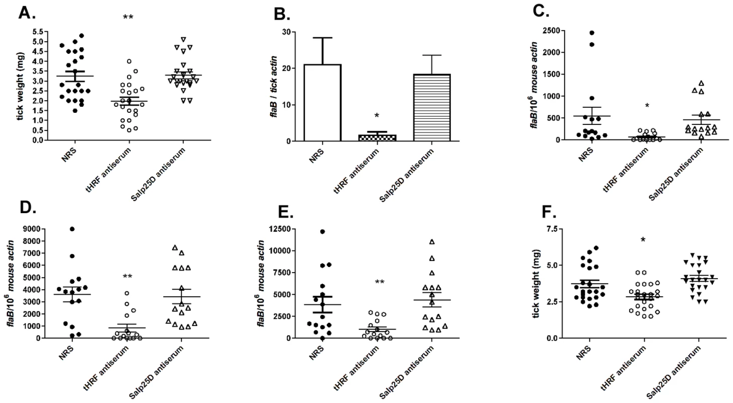 tHRF antiserum interferes with tick feeding and <i>B. burgdorferi</i> transmission.