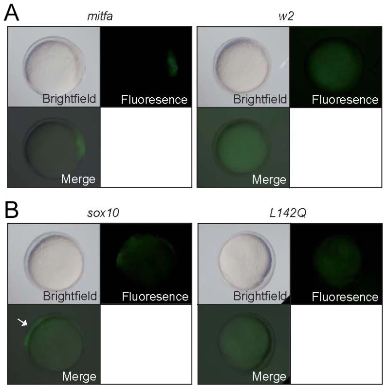 Mitfa-dependent activation of <i>sox10</i> expression.