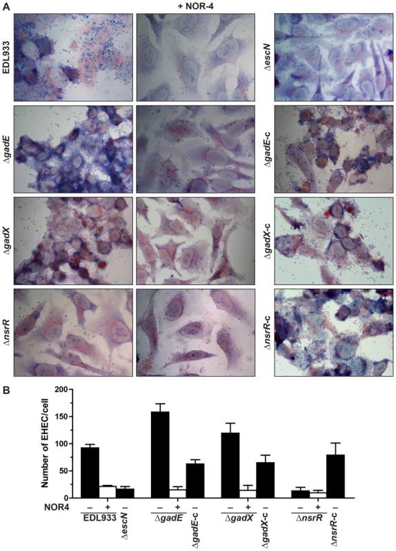Regulation of adhesion of EDL933 to human epithelial cells.