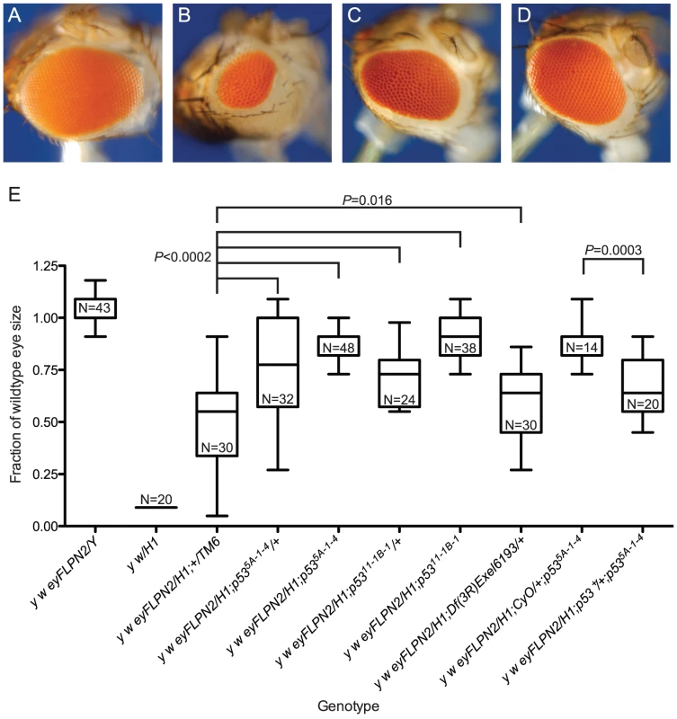 The role of <i>p53</i> in the elimination of cells that have lost a telomere.