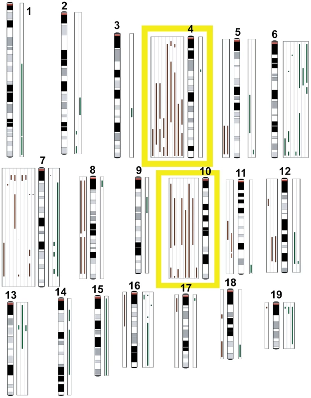 Comparative genomic hybridization.