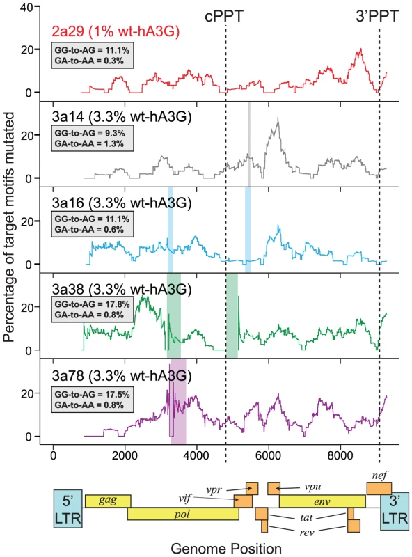 Hypermutation is induced throughout HIV-1 genomes mutated by one wt-hA3G unit.