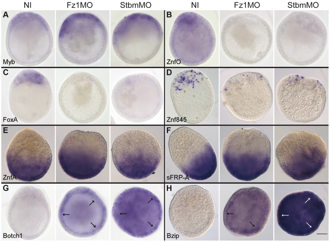 Fz1-MO and Stbm-MO have very similar effects on gene expression profiles.