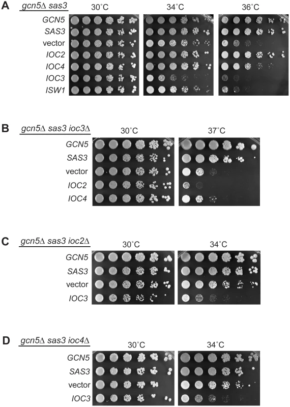 Functional interactions between Isw1a/b complexes and acetyltransferases reveal a dual role for the ATPase Isw1.