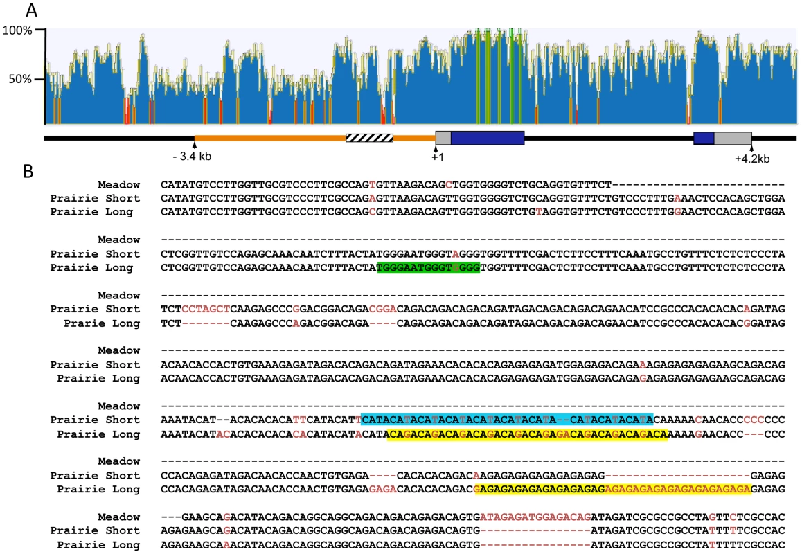 Comparison of the mouse and vole <i>Avpr1a</i> locus.