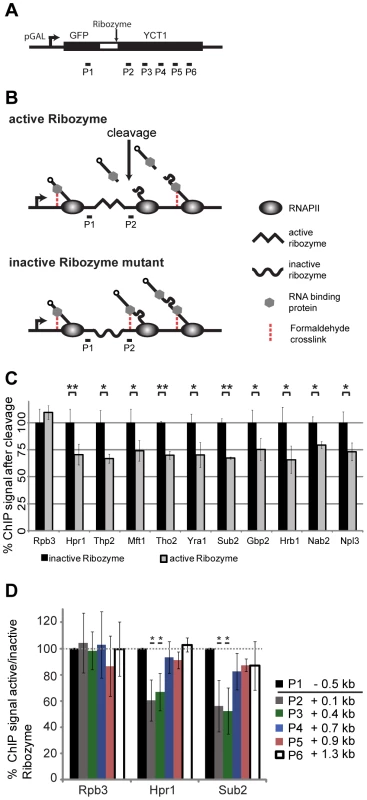 RNA is necessary for recruitment of TREX, Nab2 and Npl3 to chromatin, but not the cause for the 5′ to 3′ increase in TREX occupancy.