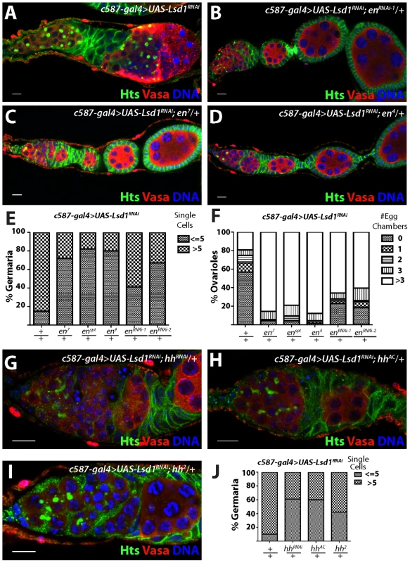 <i>engrailed</i> mutations suppress the <i>Lsd1</i> RNAi phenotype.