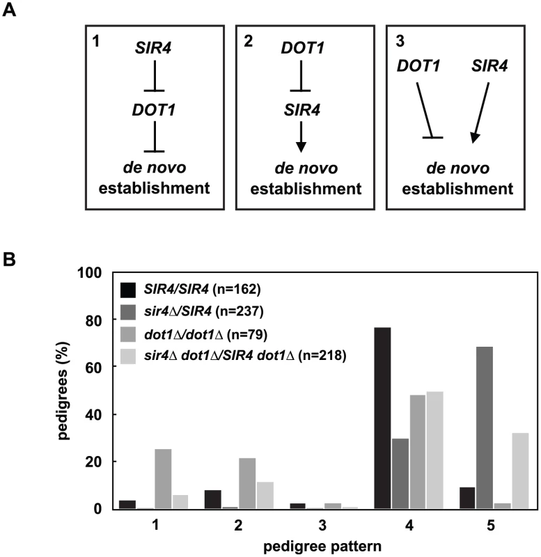 <i>DOT1</i> acts upstream or independently of Sir4 abundance.