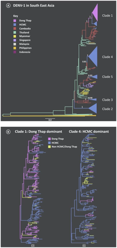 Maximum Clade Credibility (MCC) trees from the discrete phylogeography analysis of DENV-1.