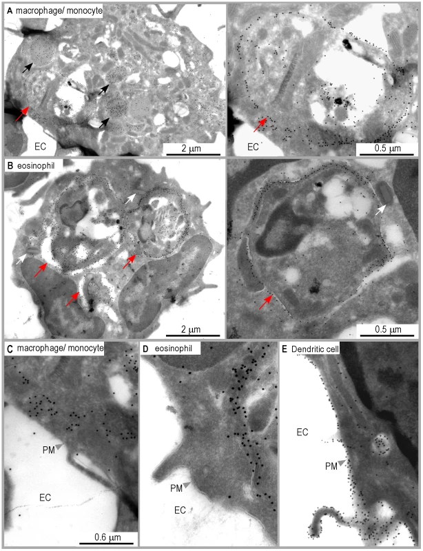 Distribution of I-A<sup>d</sup>/LACK complexes in eosinophil and macrophage intracellular compartments.