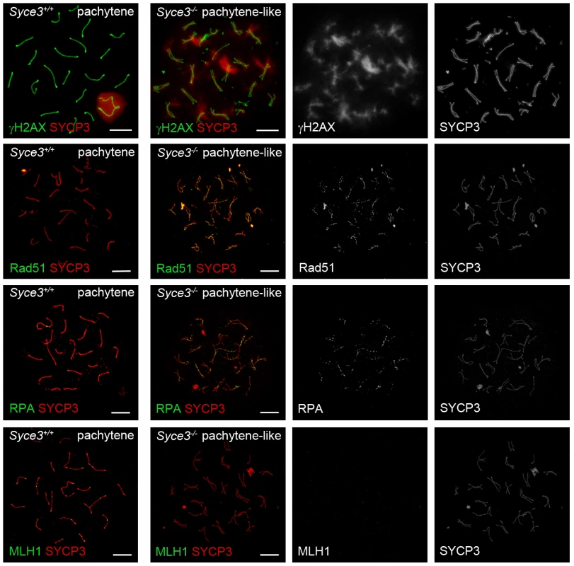 Complete repair of DSBs and crossover formation is not observed in <i>Syce3<sup>−/−</sup></i> spermatocytes.