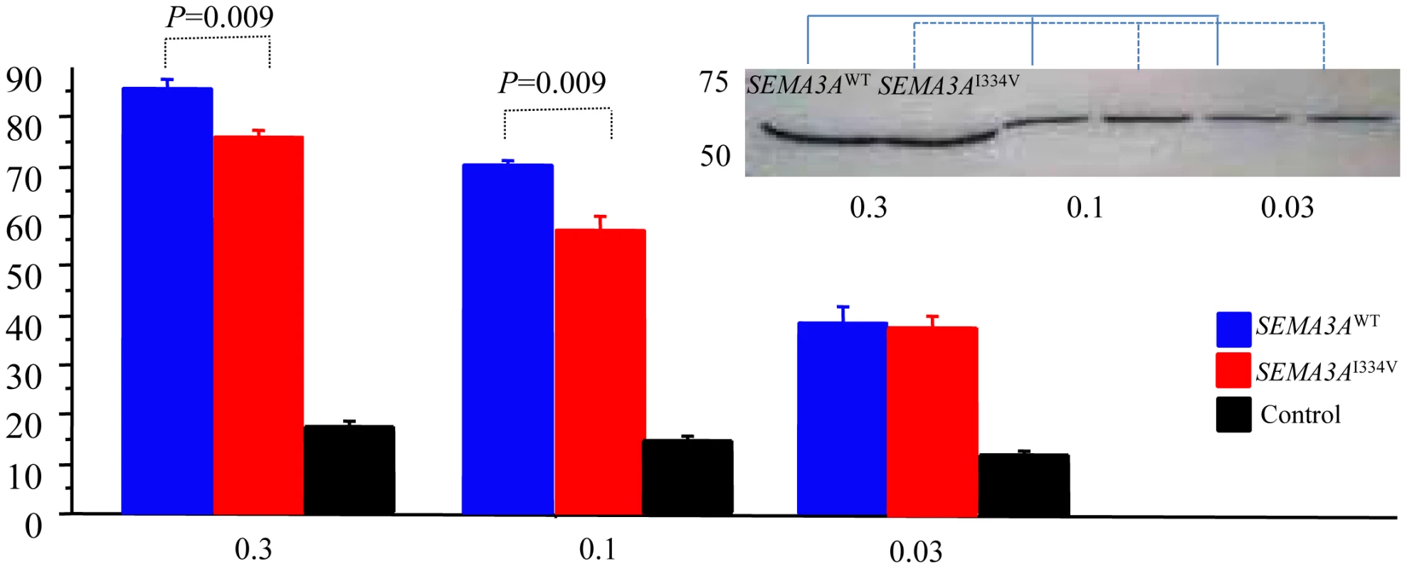 Growth cone collapse assay of the <i>SEMA3A</i><sup>WT</sup>, <i>SEMA3A</i><sup>I334V</sup>, or control.