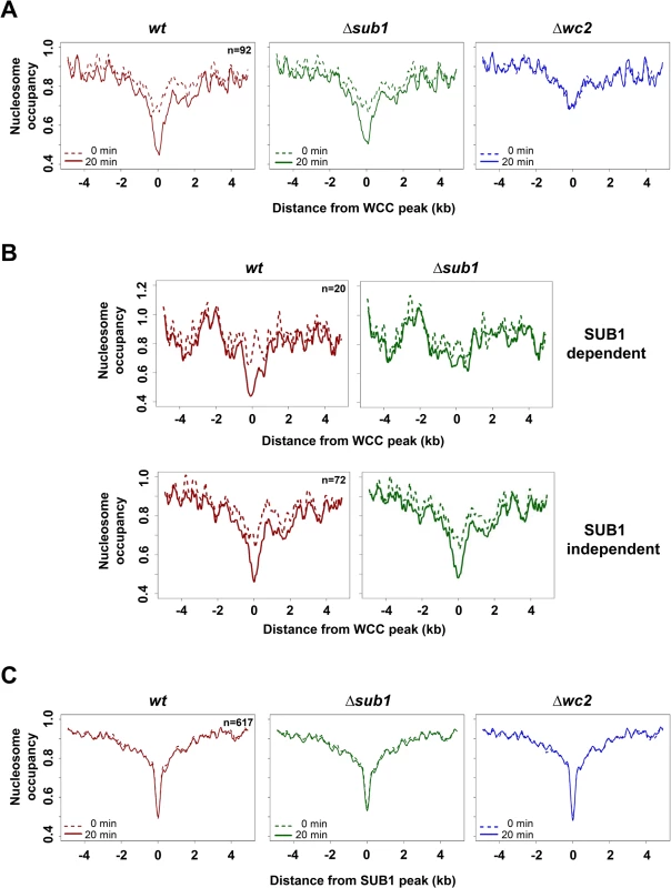 Light promotes WCC dependent nucleosome eviction at WCC binding sites.