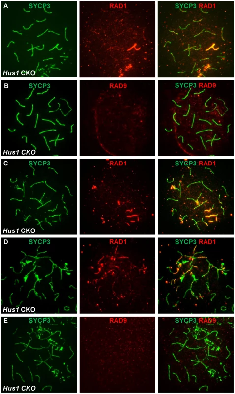 RAD1 and RAD9 localization to meiotic chromosomes is differentially affected by <i>Hus1</i> loss.