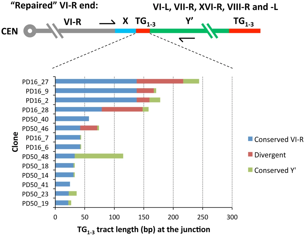 Sequence divergence within internal TG<sub>1–3</sub> repeat tracts of the clones resulted from Y′ element translocation on the native VI-R end.