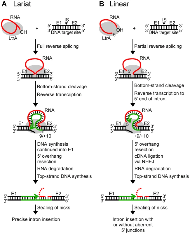 Models for retrohoming of Ll.LtrB group II intron lariat and linear RNAs.