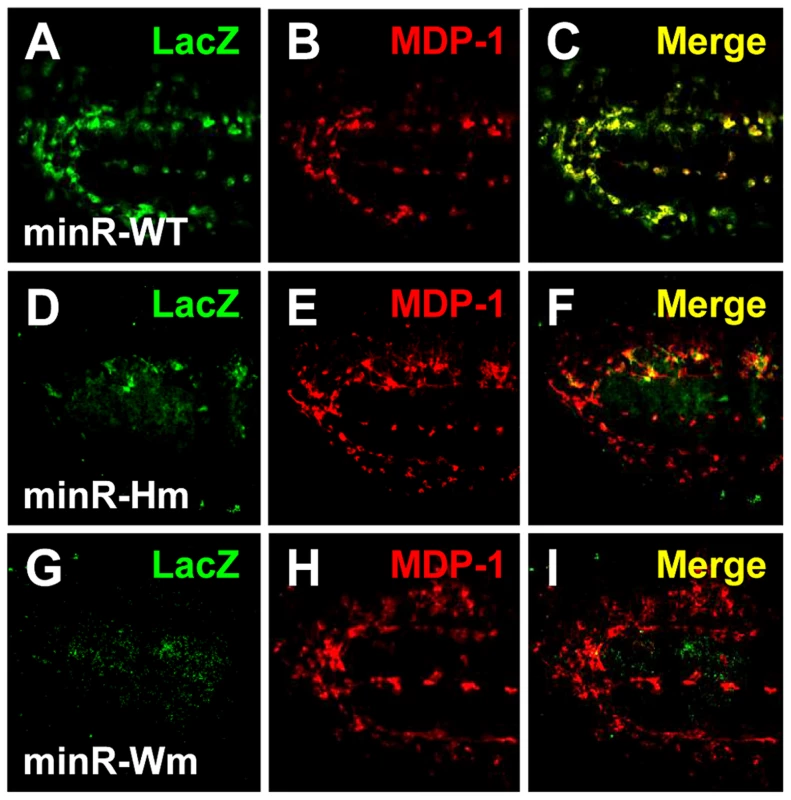 The TCF binding sites are required for expression of the Tig and minR reporters in embryonic hemocytes.
