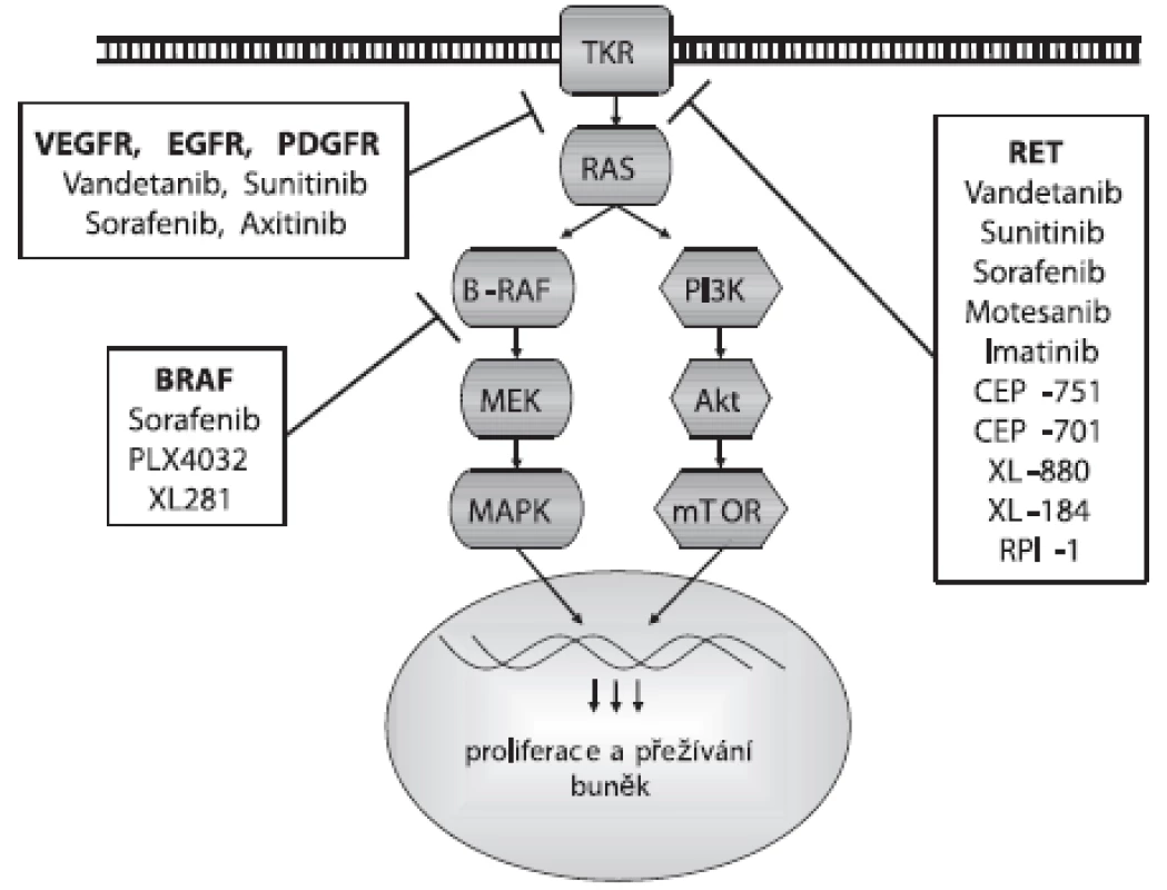 Působení inhibitorů na signální dráhu