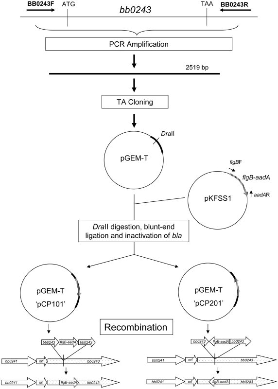 Strategy for generation of <i>glpD</i> disruption mutants.