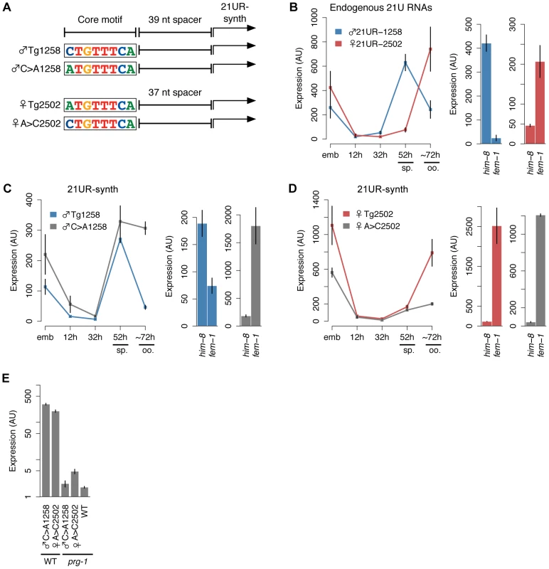 A 5′ cytidine in the core upstream motif promotes male germline expression pattern of 21UR-synth.