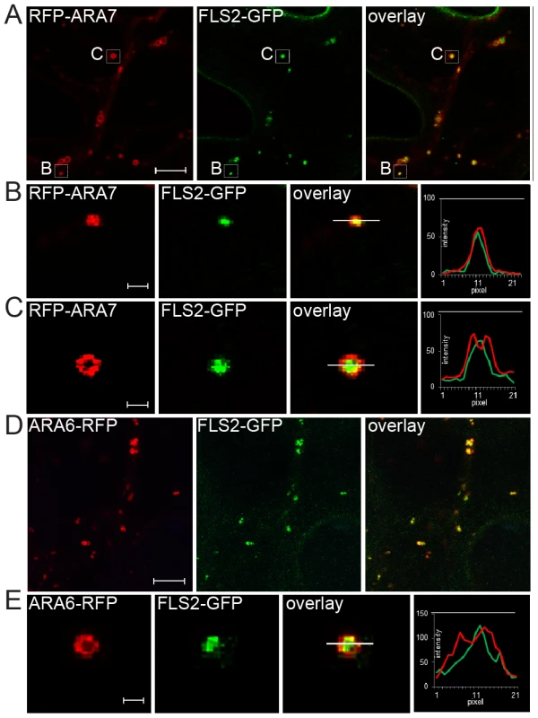 FLS2 is transported as luminal cargo of MVBs.